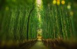 Arashiyama Bamboo Grove